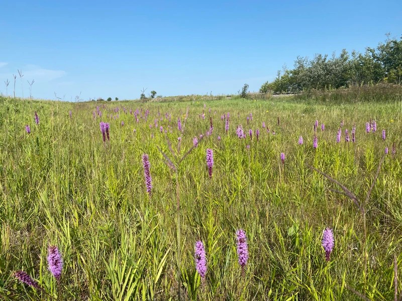 Blazing Star in bloom at Tallgrass Aspen Parkland restoration site.